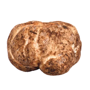 Bianchetto or Marzuolo Truffle