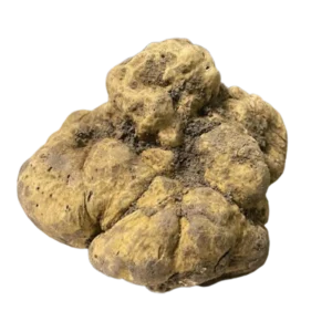 White Truffle