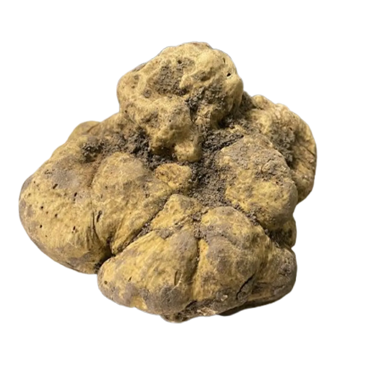 White Truffle