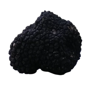 Scorzone Truffle