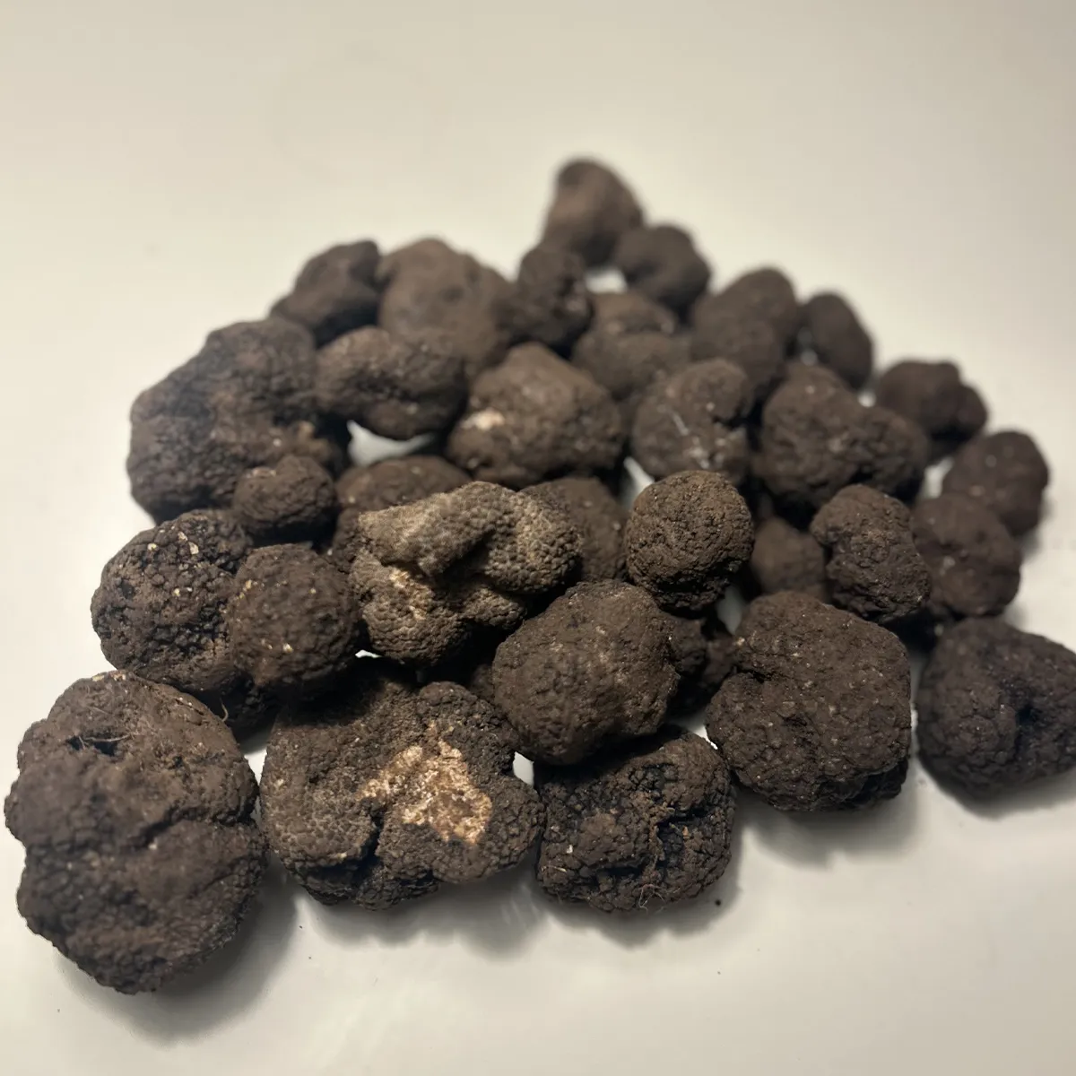 Uncinato Truffle - Image 2